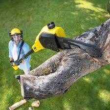 Tree and Shrub Care in Bayou Country Clu, LA